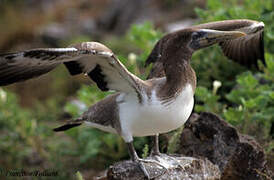 Nazca Booby