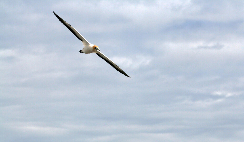 Cape Gannetadult, Flight