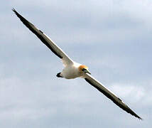 Cape Gannet