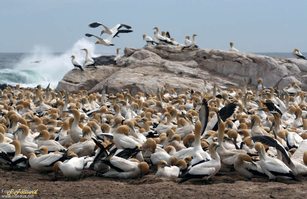 Cape Gannetadult, habitat, colonial reprod., Behaviour