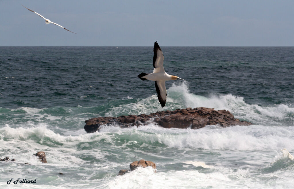 Cape Gannetadult, Flight