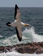 Cape Gannet