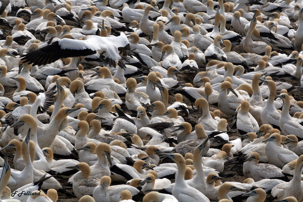 Cape Gannetadult, Behaviour