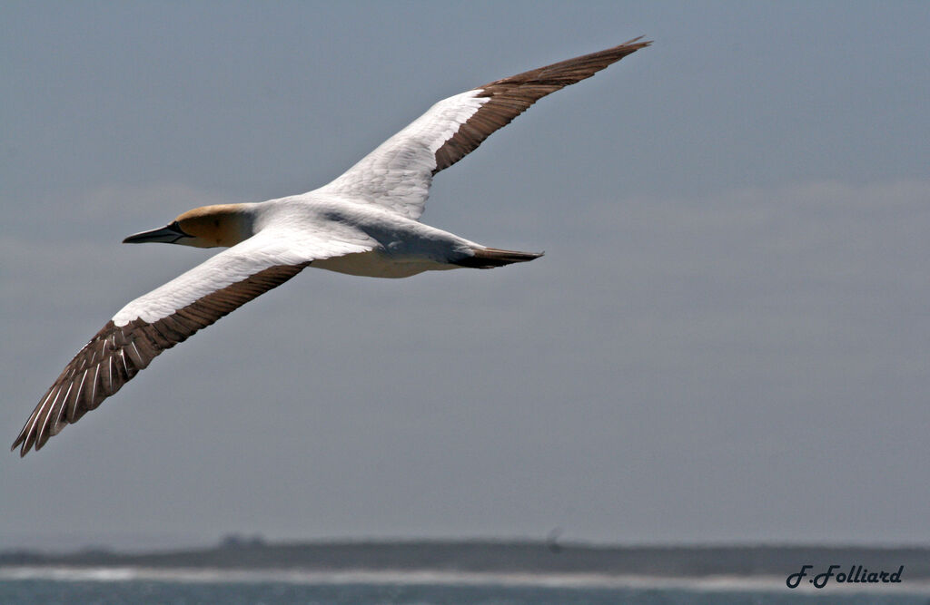 Cape Gannetadult, Flight