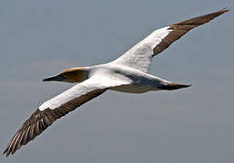 Cape Gannet