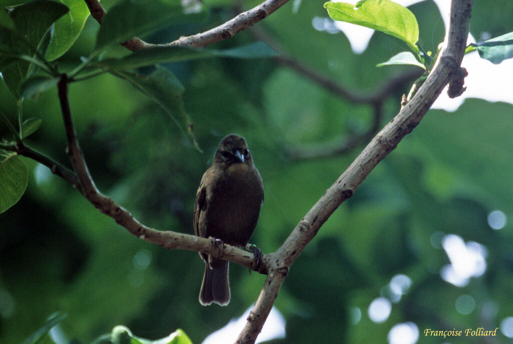 Seychelles Fodyadult, identification