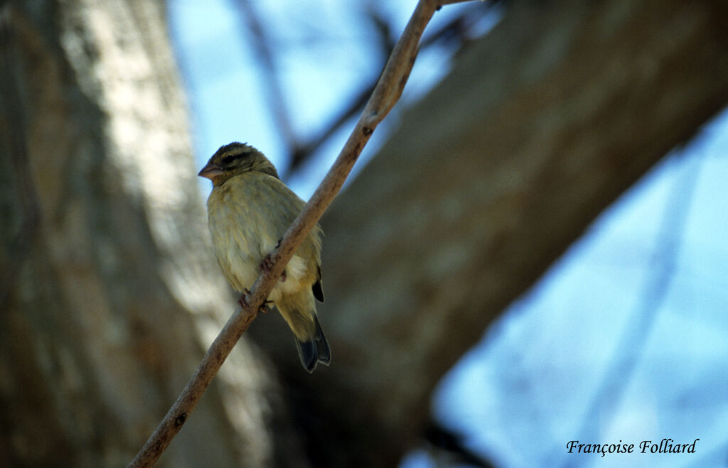 Red Fody female adult, identification