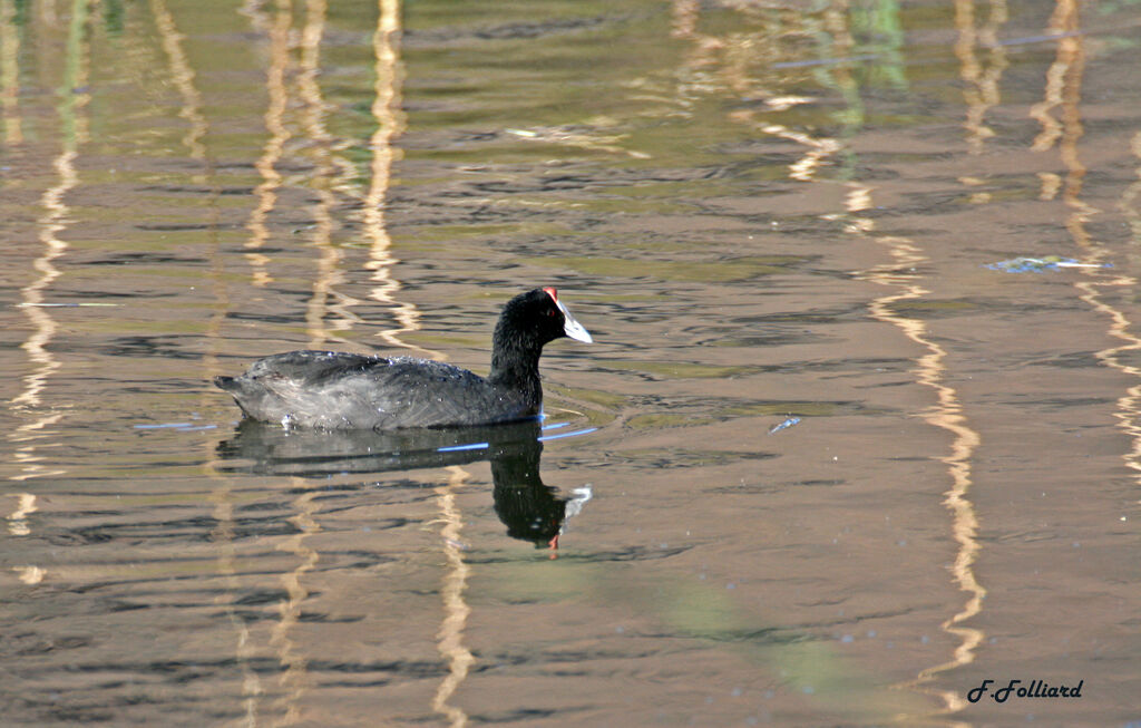 Foulque caronculéeadulte, identification