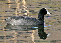 Foulque caronculée