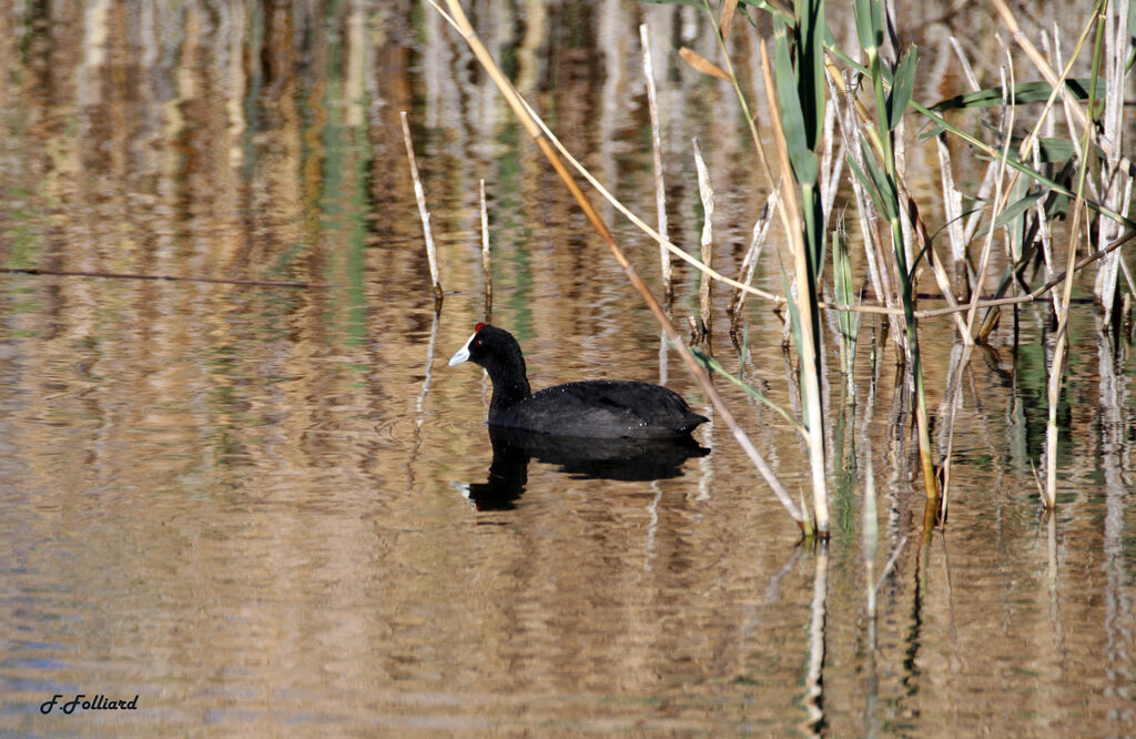 Foulque caronculéeadulte, identification