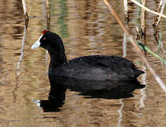 Red-knobbed Coot