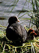 Eurasian Coot