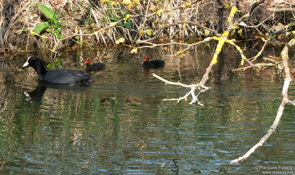 Eurasian Coot