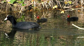 Eurasian Coot