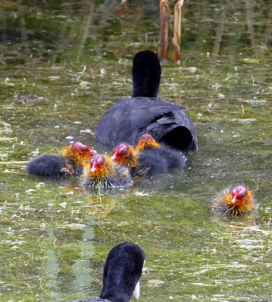Eurasian CootPoussin