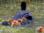 Foulque macroule
