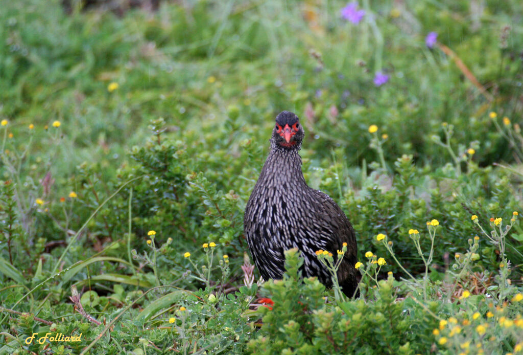 Francolin à gorge rougeadulte, identification