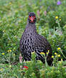 Francolin à gorge rouge