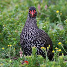 Francolin à gorge rouge