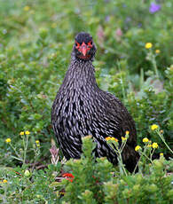 Francolin à gorge rouge