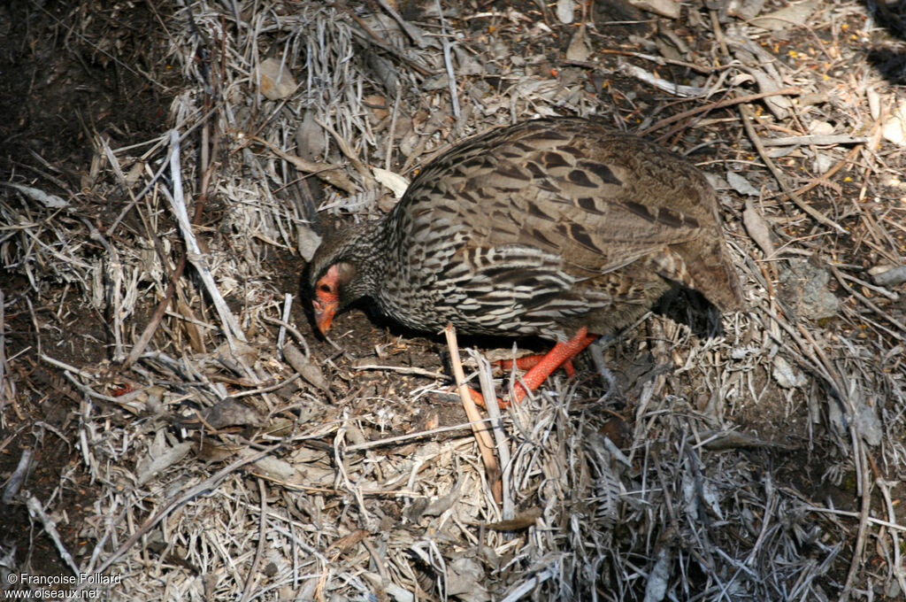 Francolin à gorge rougeadulte, identification, régime