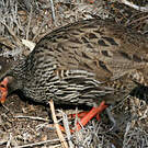 Francolin à gorge rouge