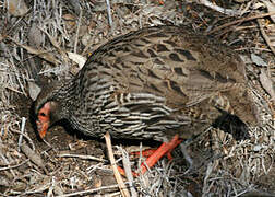 Francolin à gorge rouge