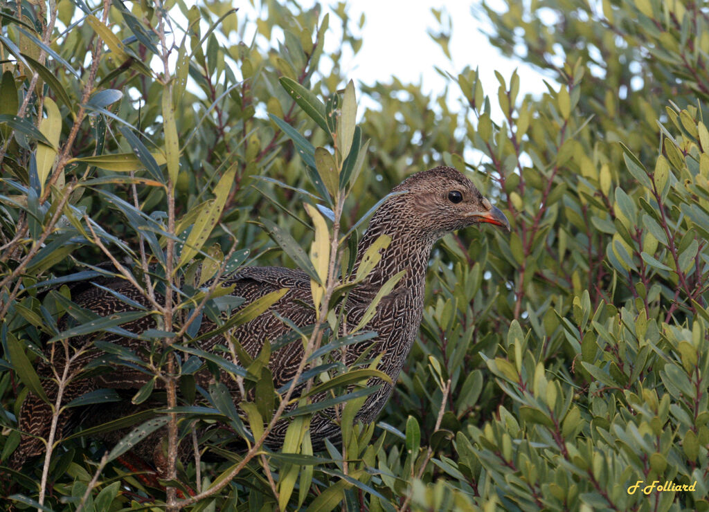 Cape Spurfowladult, identification, Behaviour