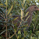 Francolin criard