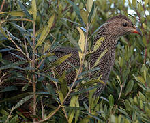 Cape Spurfowl