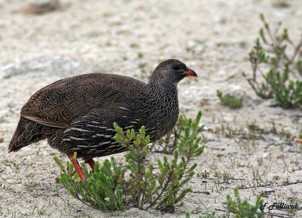 Francolin criardadulte, identification