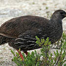 Francolin criard