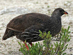 Cape Spurfowl