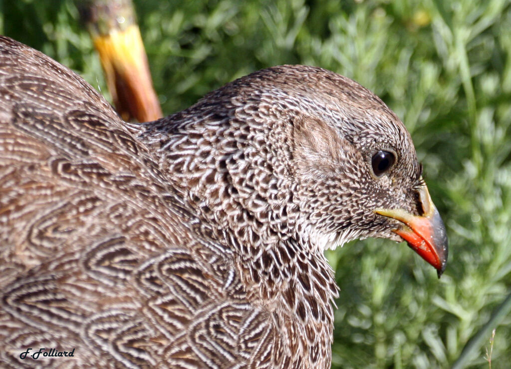 Francolin criardadulte, identification