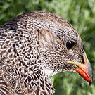 Francolin criard