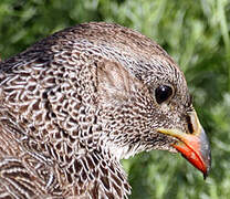 Cape Spurfowl