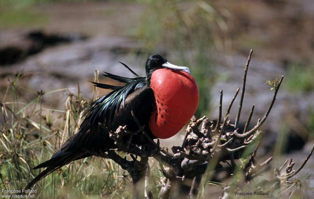 Great Frigatebird male adult, identification