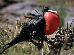 Great Frigatebird