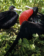 Great Frigatebird