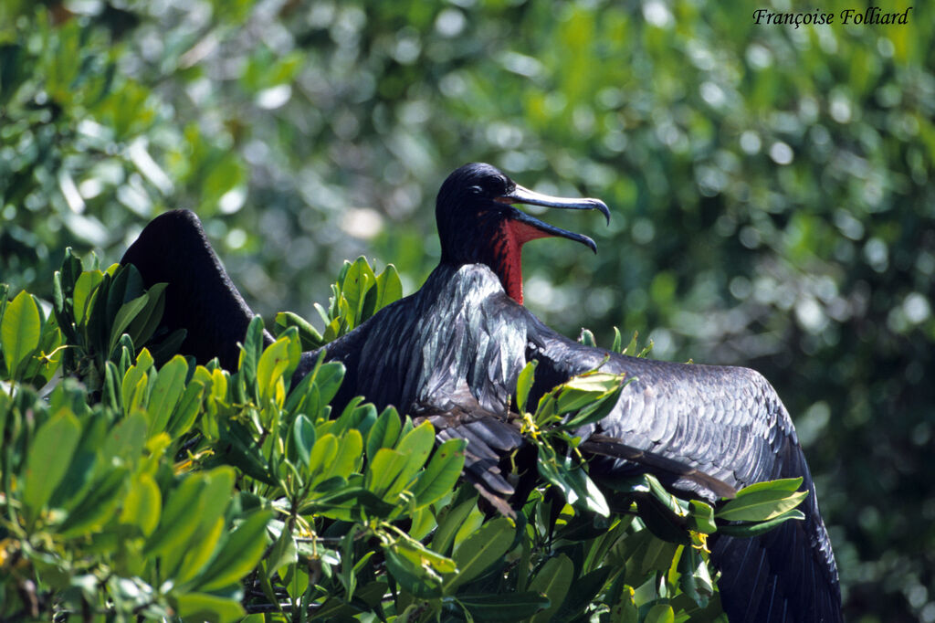 Magnificent Frigatebird male adult, identification, Behaviour