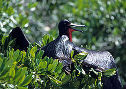 Magnificent Frigatebird