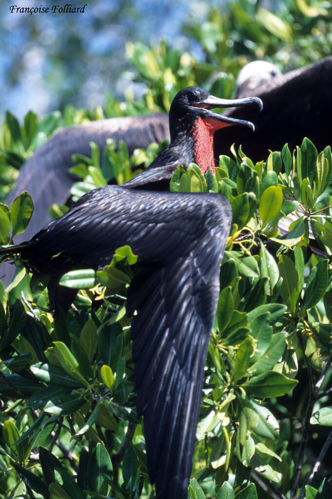 Magnificent Frigatebird male adult, Behaviour