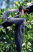 Magnificent Frigatebird