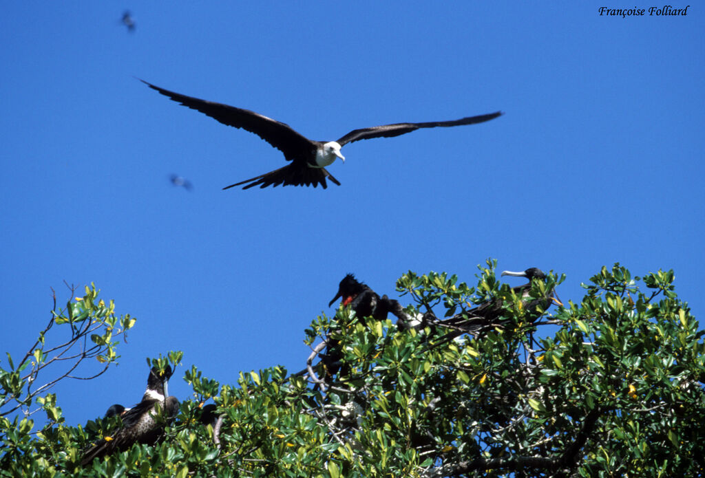 Magnificent Frigatebirdimmature, Flight