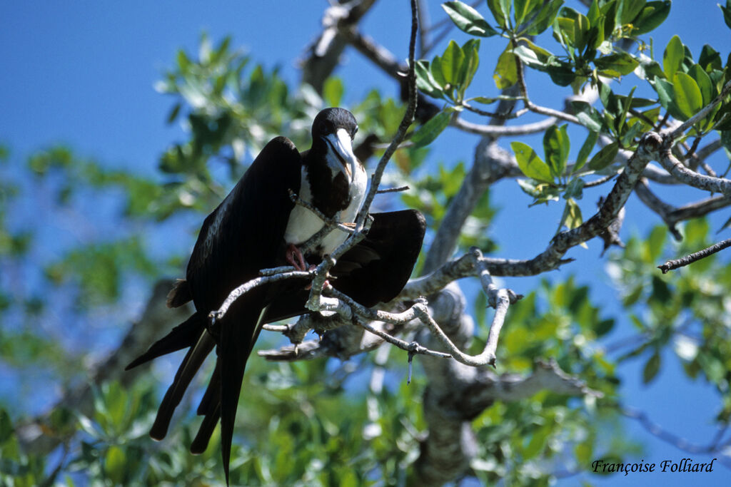 Magnificent Frigatebird female adult, identification