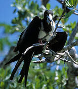 Magnificent Frigatebird