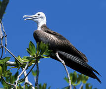 Magnificent Frigatebird