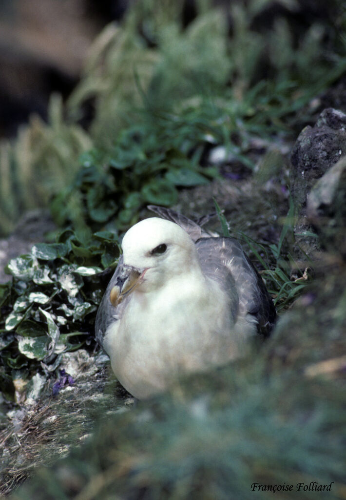 Fulmar boréaladulte, Nidification