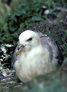 Northern Fulmar