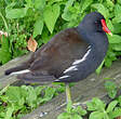 Gallinule poule-d'eau